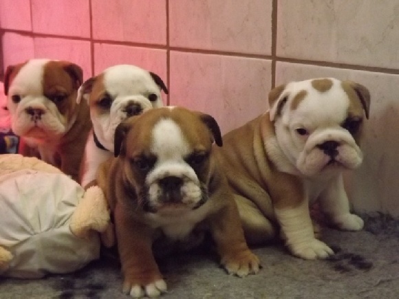 Accueil Elevage Des Gardiens De Feu Eleveur De Chiens Bulldog Anglais