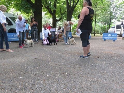 CH. Pitch Black Face Pugs Just never give up - 1 er excellent C.A.C.S