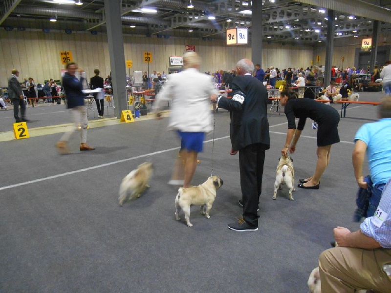 CH. Pitch Black Face Pugs Just never give up - 3 EME EXCELLENT