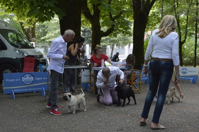 CH. Pitch Black Face Pugs Just never give up - 1 er excellent C.A.C.S CH DE MACEDOINE