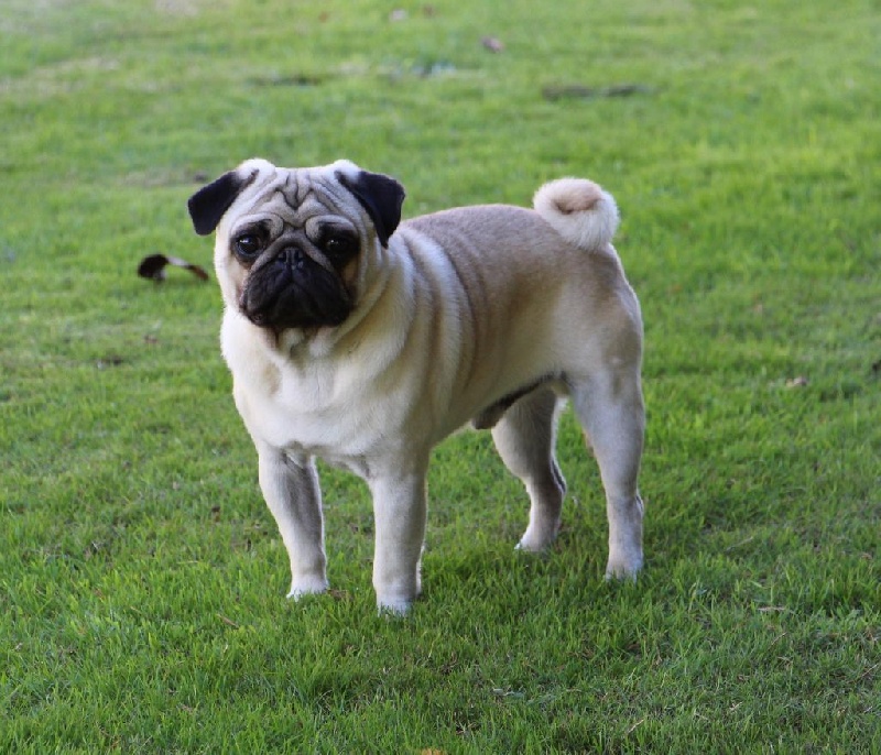 CH. Pitch Black Face Pugs Just never give up - 2e EXC CLASSE JEUNE