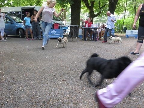 CH. Pitch Black Face Pugs Just never give up - 1 er excellent C.A.C.S