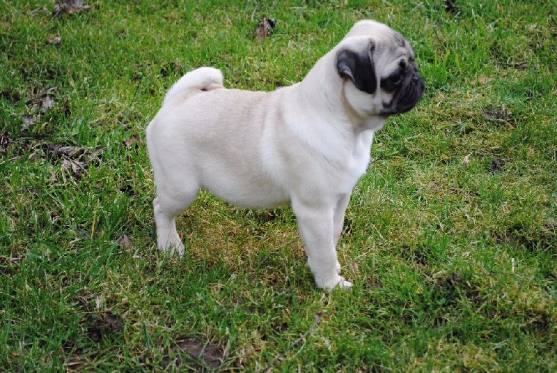 CH. Pitch Black Face Pugs Just never give up - TRÈS PROMETTEUR