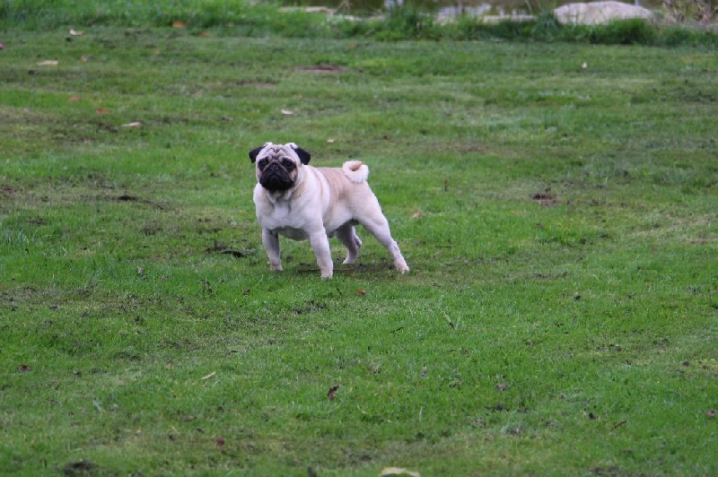 CH. Pitch Black Face Pugs Just never give up - 2e EXC CLASSE JEUNE