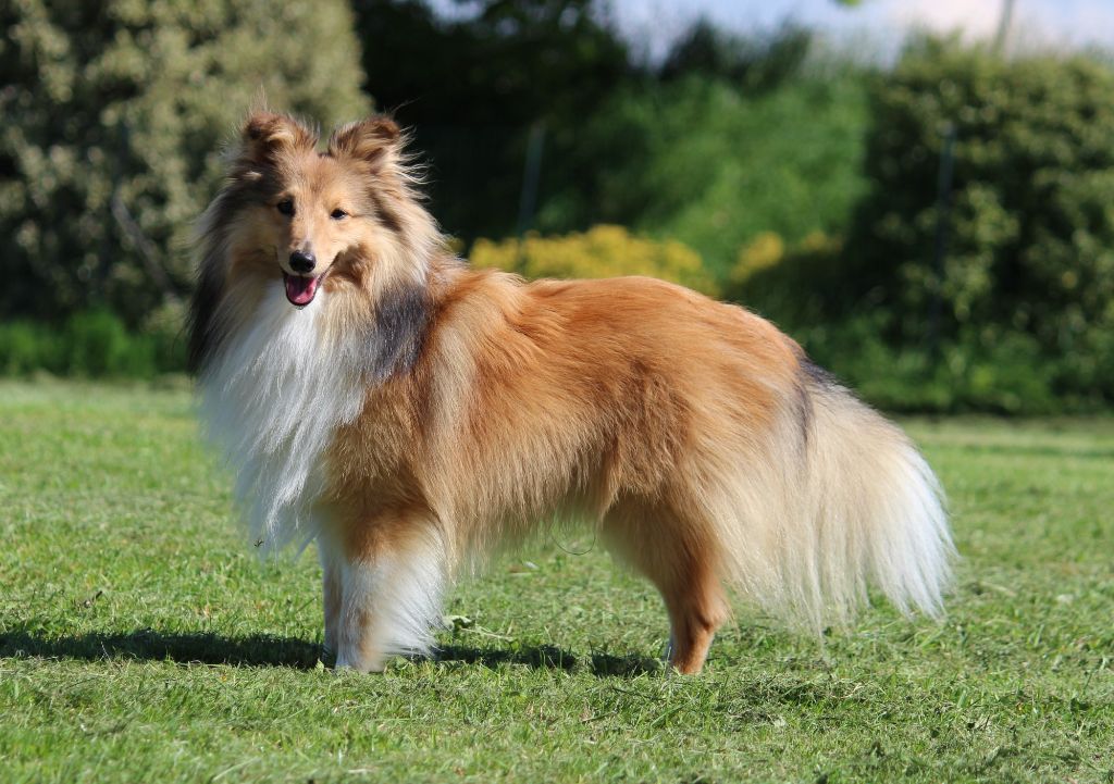 Remember raziel dit roploplo Des petites fées des sables