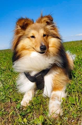 Remember raziel dit roploplo Des petites fées des sables