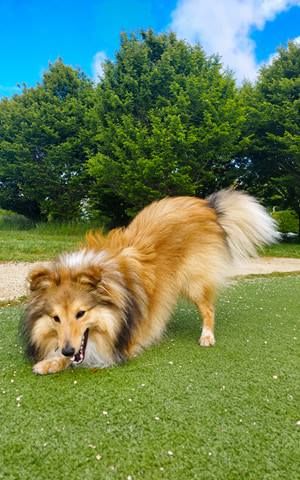 Remember raziel dit roploplo Des petites fées des sables