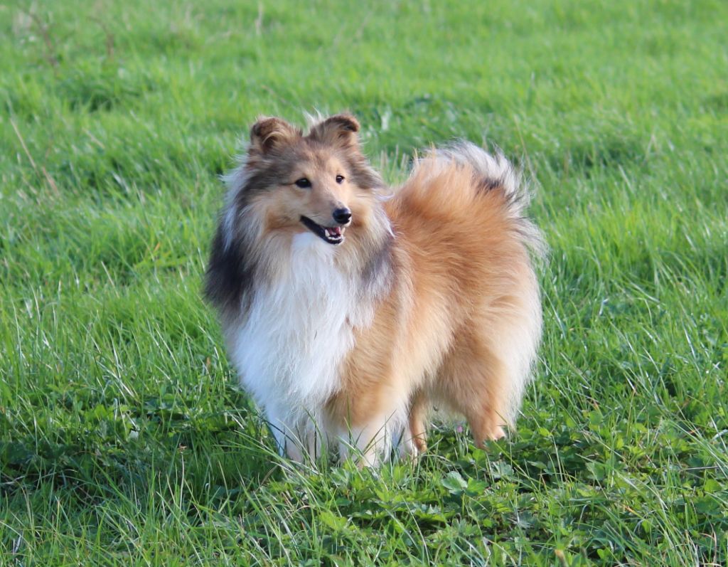 Remember raziel dit roploplo Des petites fées des sables