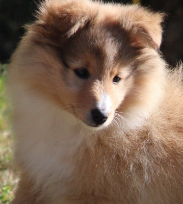 Des petites fées des sables