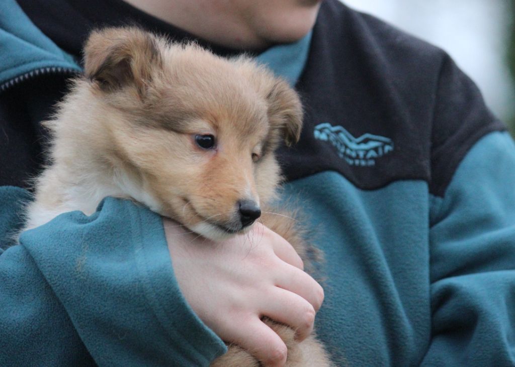 VVillow des Petites Fées des Sables