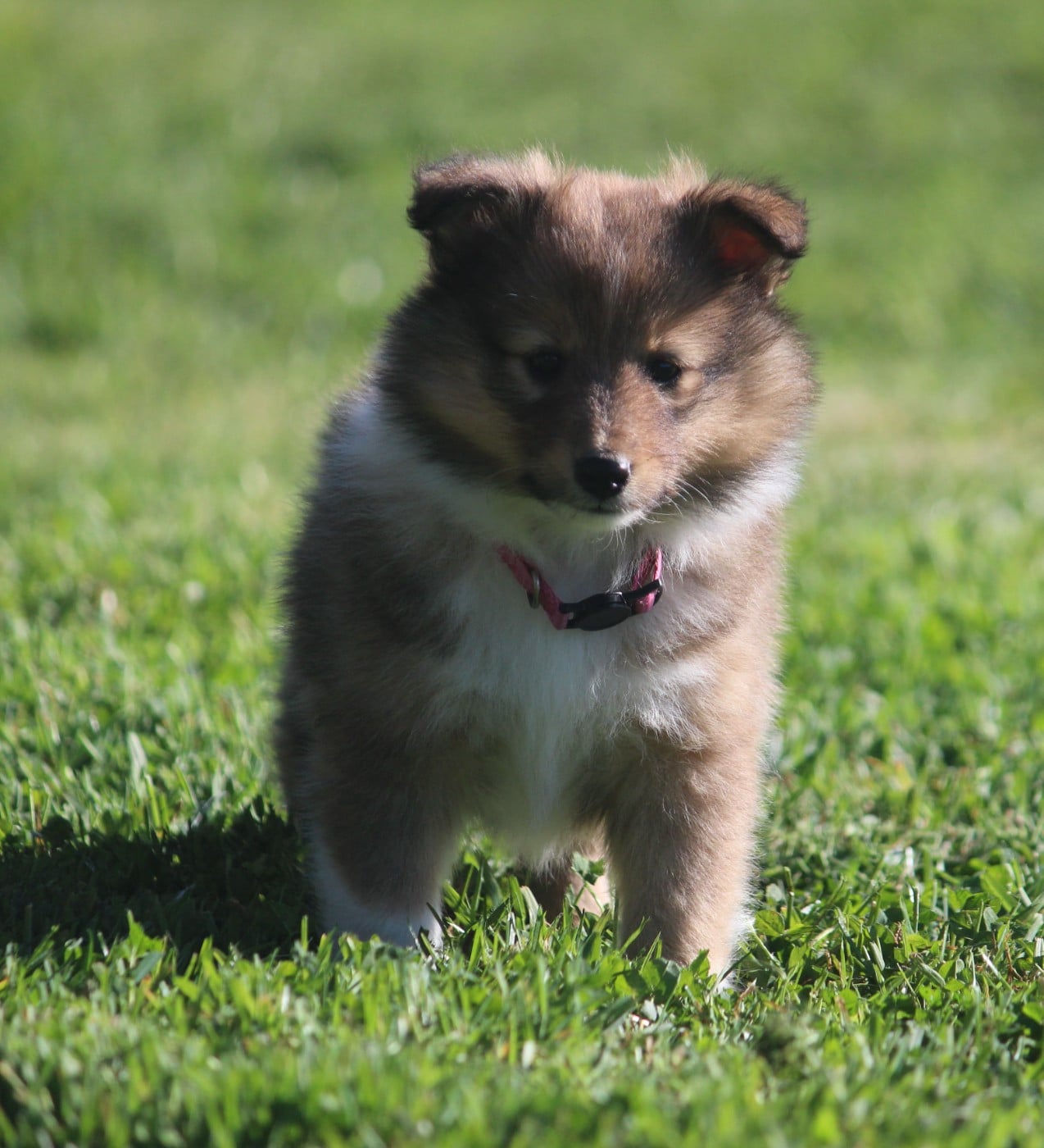 Bianca des Petites Fées des Sables