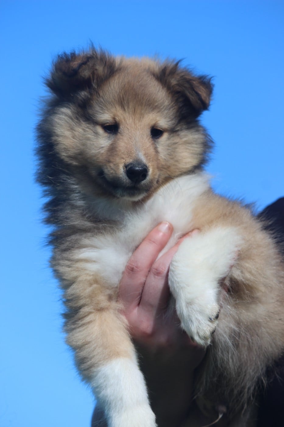 BILLY des Petites Fées des Sables
