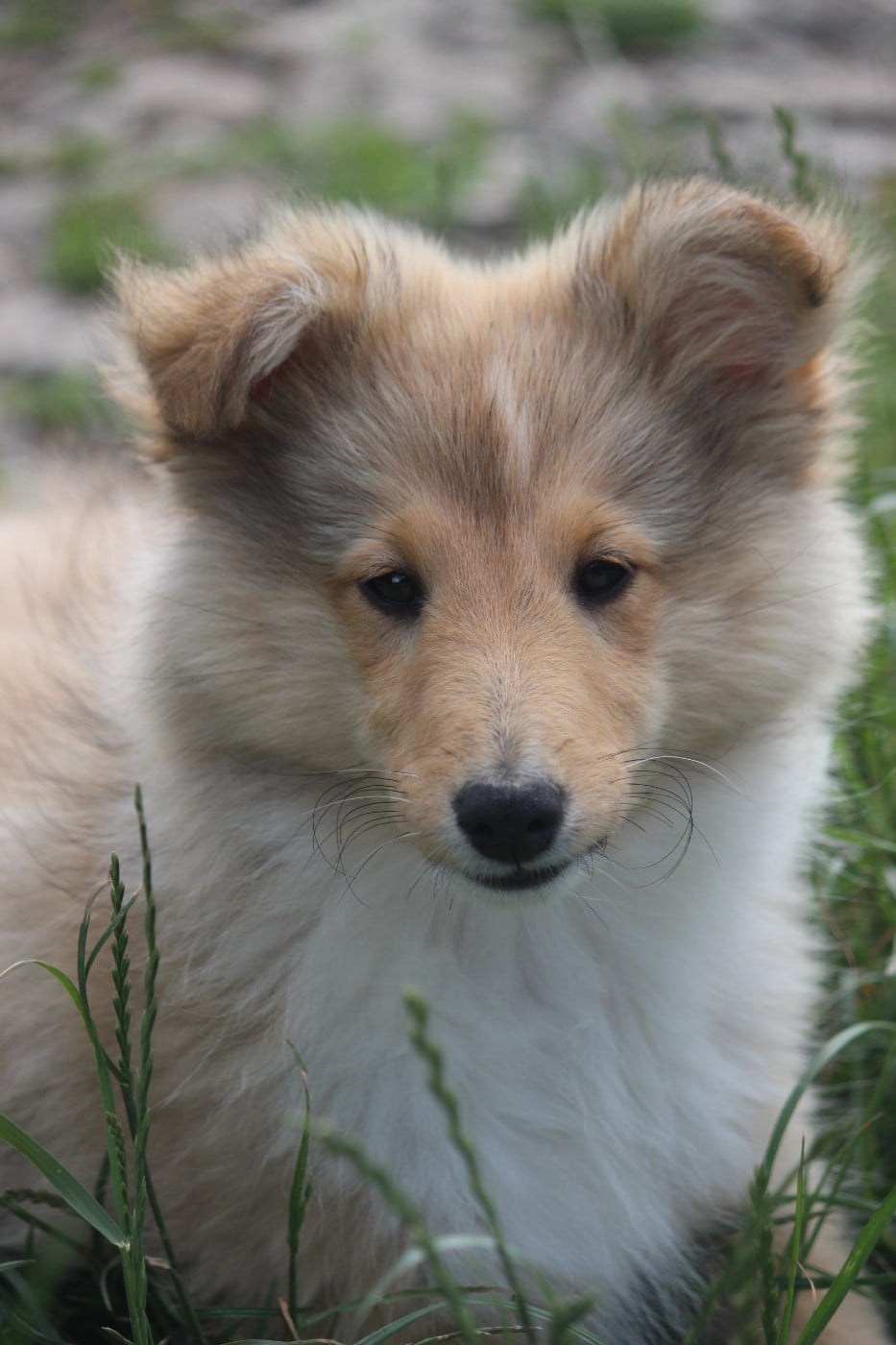 Bella (nom provisoire)