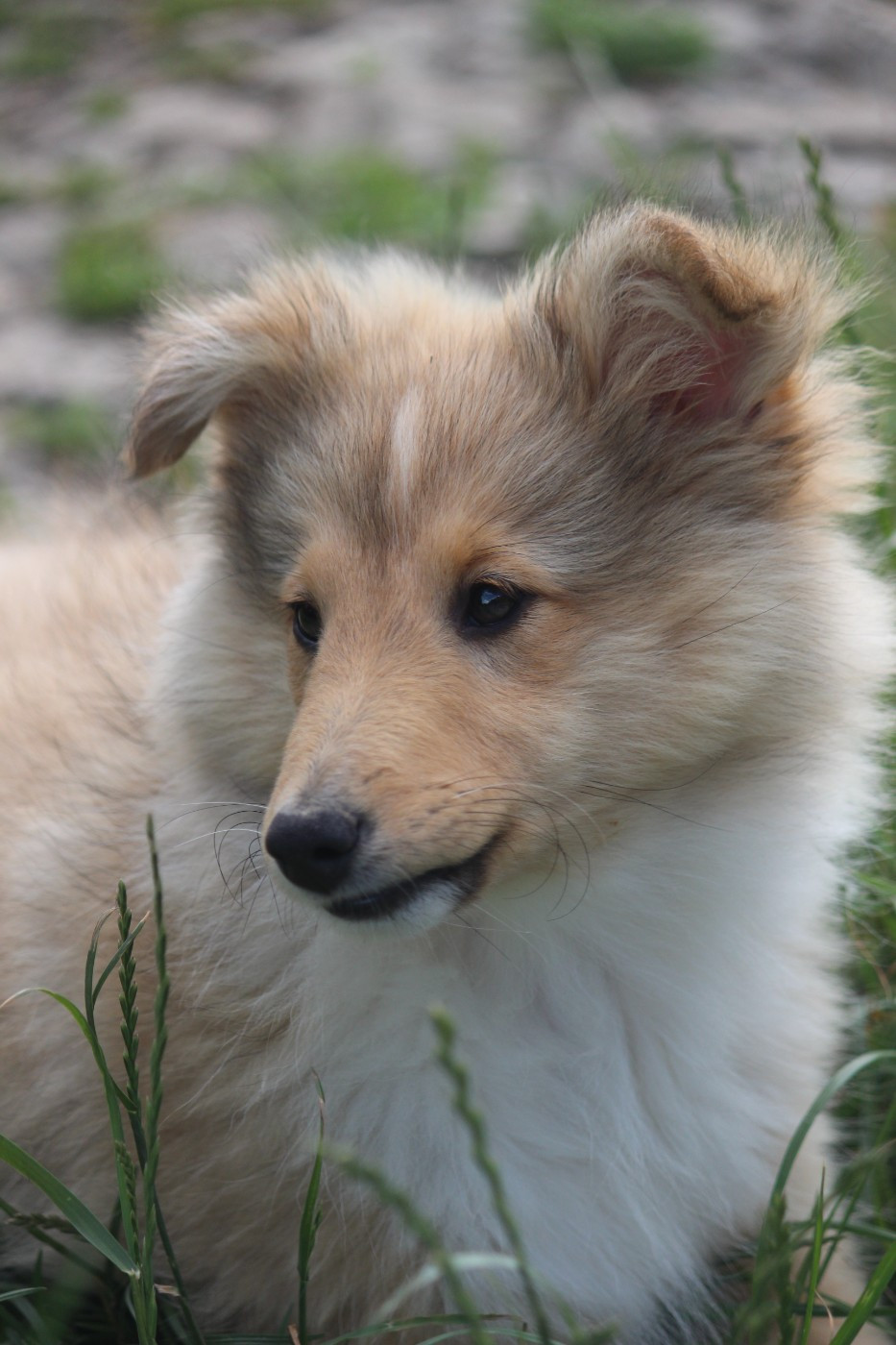 Bella (nom provisoire)