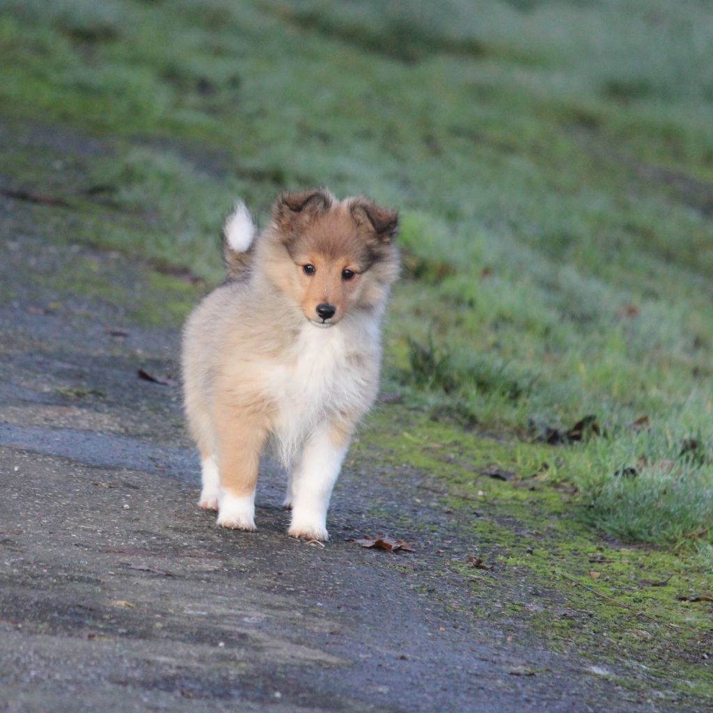 V' Rubis des Petites Fées des Sables