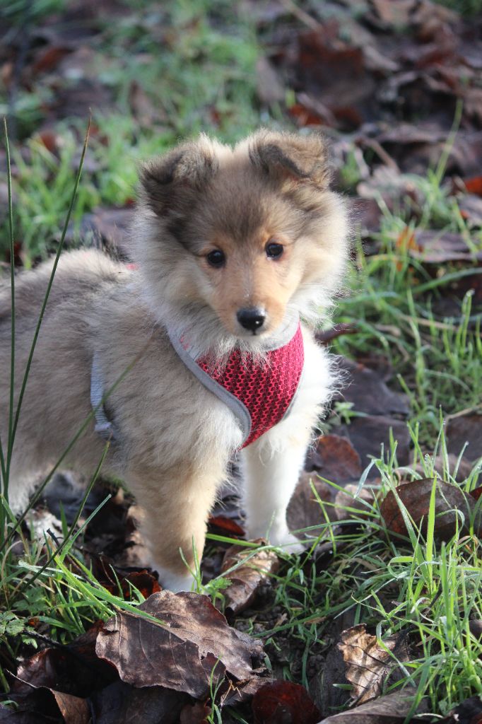 V' Rubis des Petites Fées des Sables