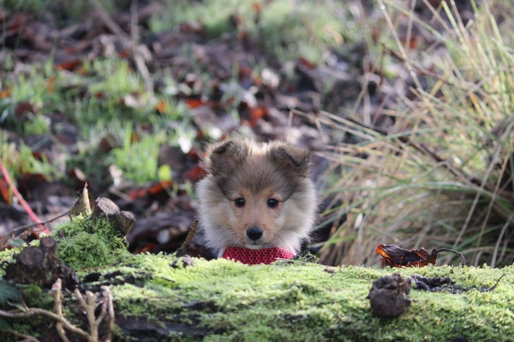V' Rubis des Petites Fées des Sables