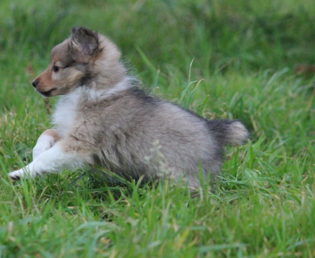 V' Rubis des Petites Fées des Sables