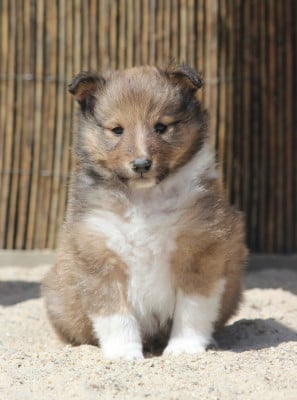 Les chiots de Shetland Sheepdog