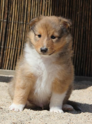 Les chiots de Shetland Sheepdog