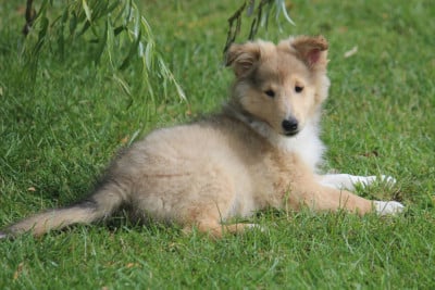 Les chiots de Shetland Sheepdog