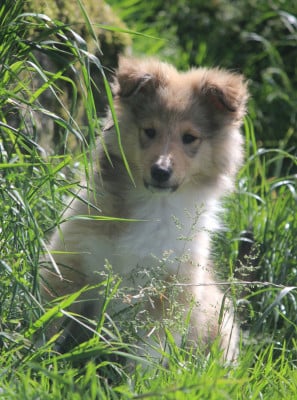 Les chiots de Shetland Sheepdog