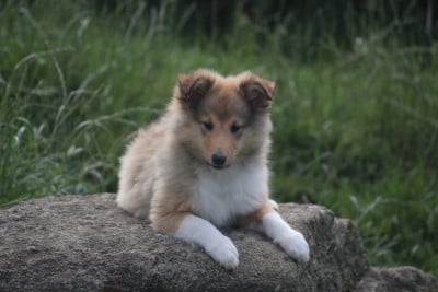 Les chiots de Shetland Sheepdog