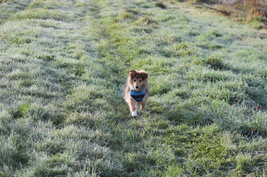 V' Yoda des Petites Fées des Sables