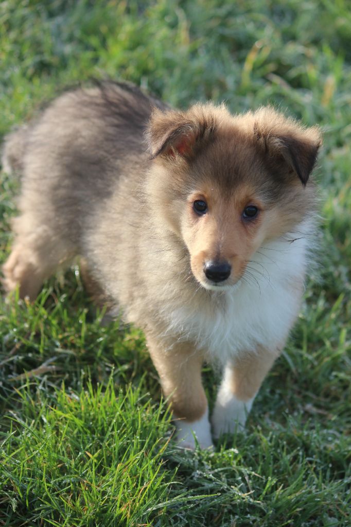 Vroom Des Petites Fées des Sables