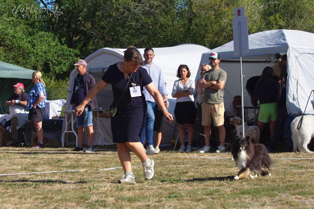 Myrtille Des petites fées des sables - 1ère EXC - CACS V Meilleur de Race Vétéran