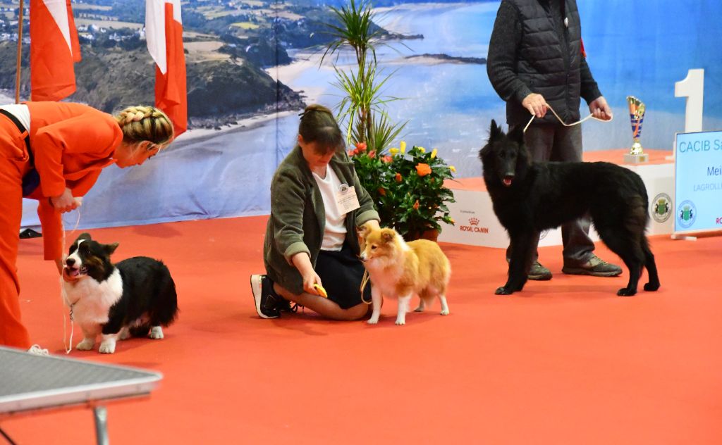 Velvet Des petites fées des sables - 1ère très Prometteur Meilleur Puppy