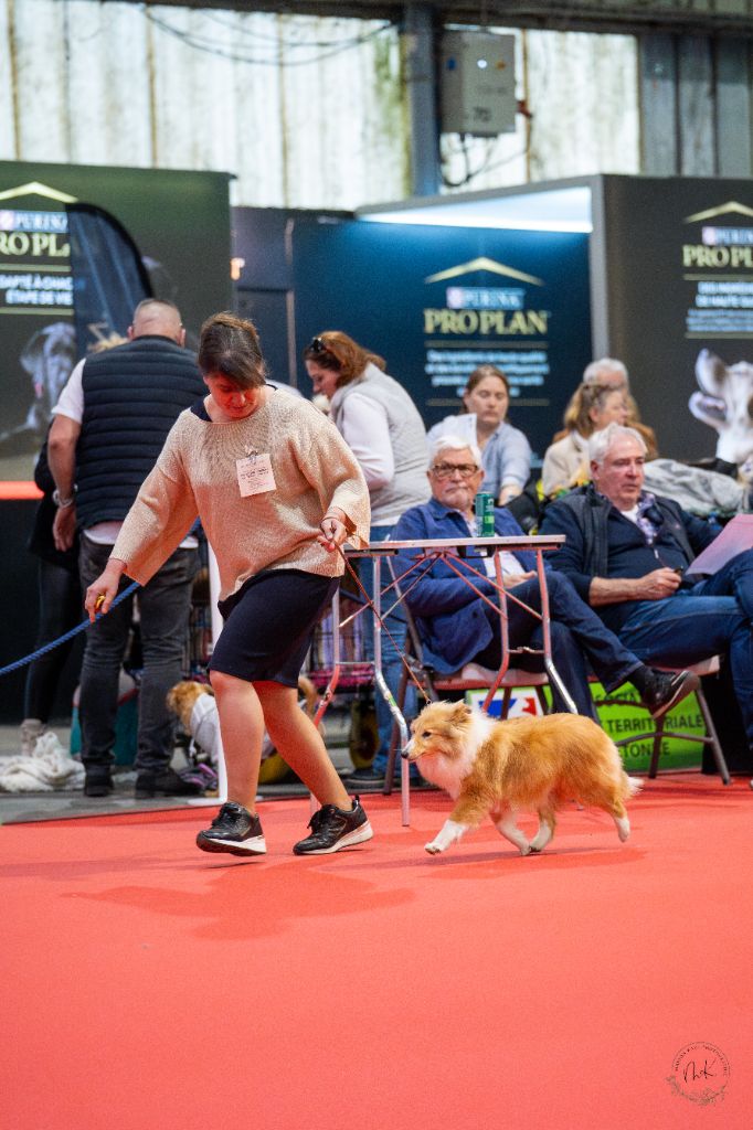 Voili-voilou Des petites fées des sables - 1ère très Prometteur Meilleur Puppy