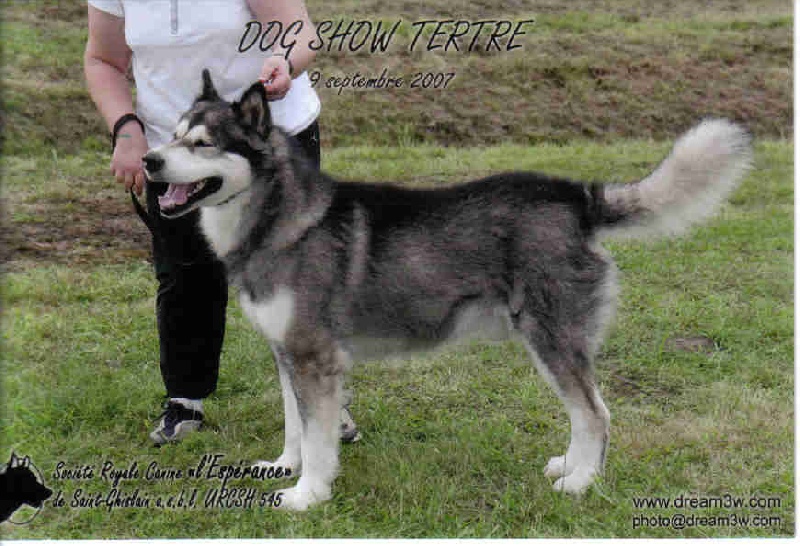 CH. Syrock de La Fougue du Nord - 1 exc CAC - BOS