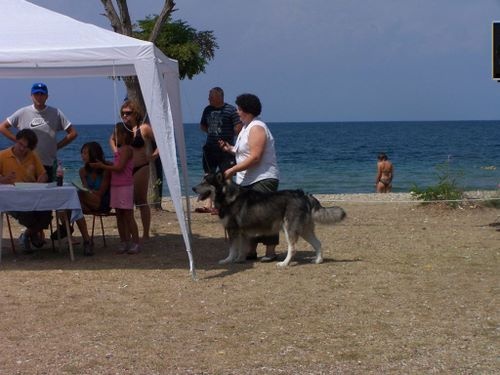 CH. Syrock de La Fougue du Nord - 1 exc CAC - BOS