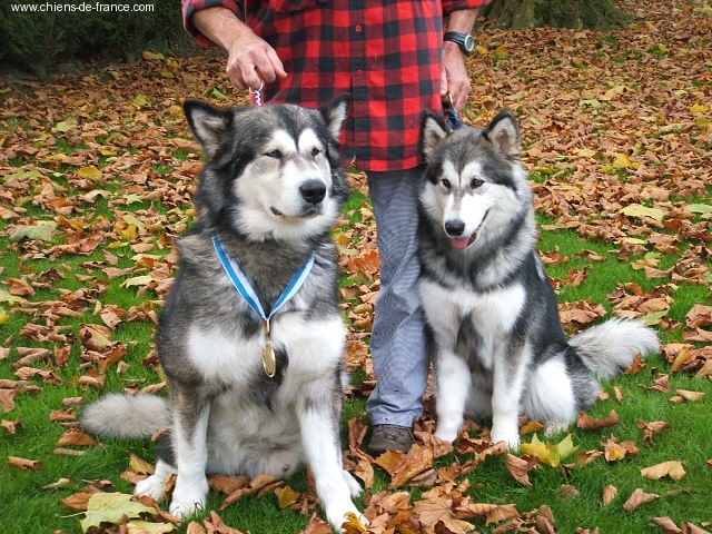CH. Syrock de La Fougue du Nord - 1 exc CAC- meilleur champion