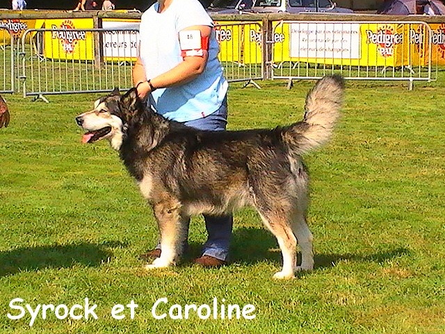 CH. Syrock de La Fougue du Nord - 3 ème TB en classe travail