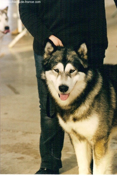 CH. Syrock de La Fougue du Nord - 1 exc CAC - meilleur male-meilleur champion