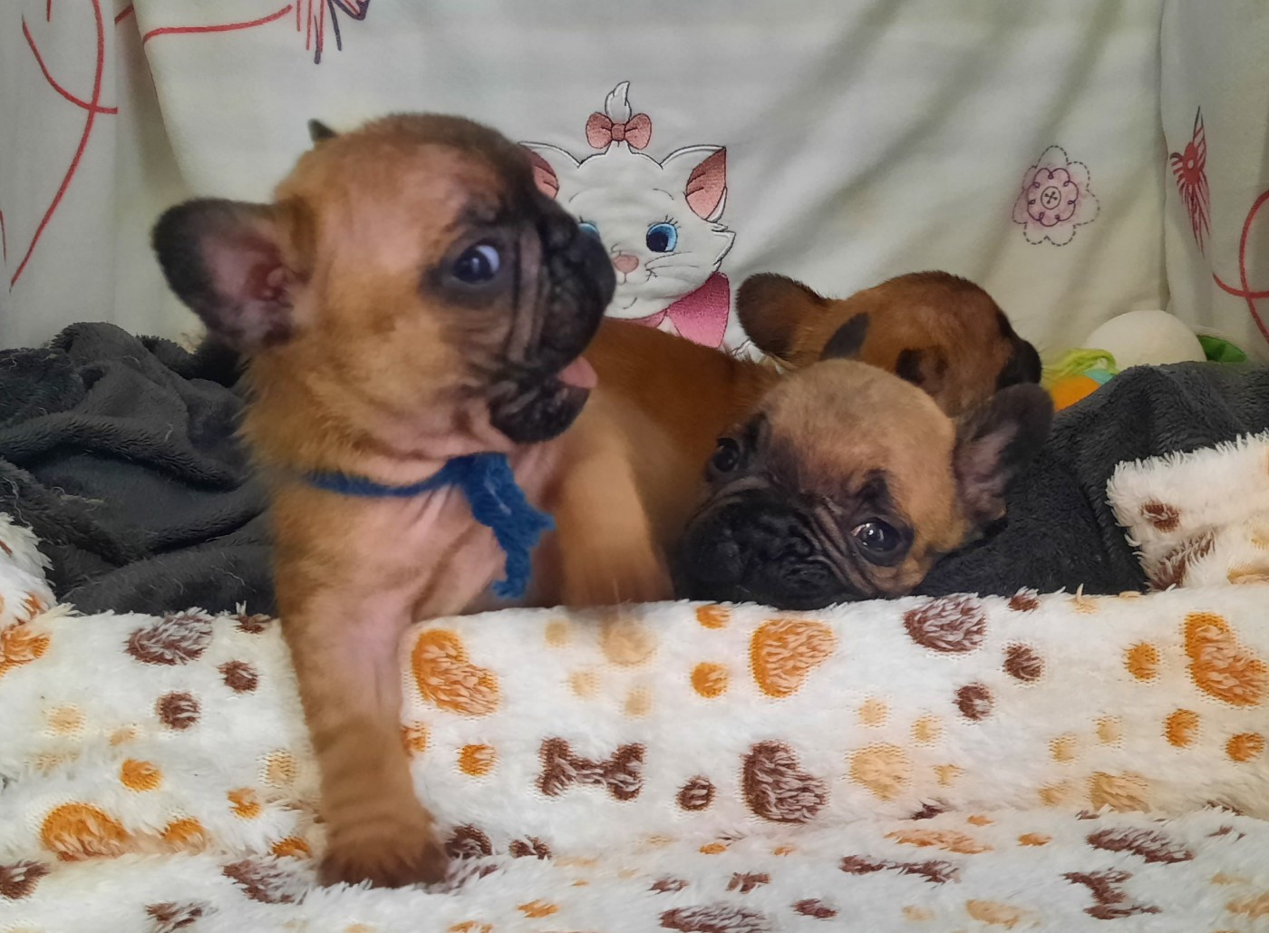 Affred des Terres de Groie