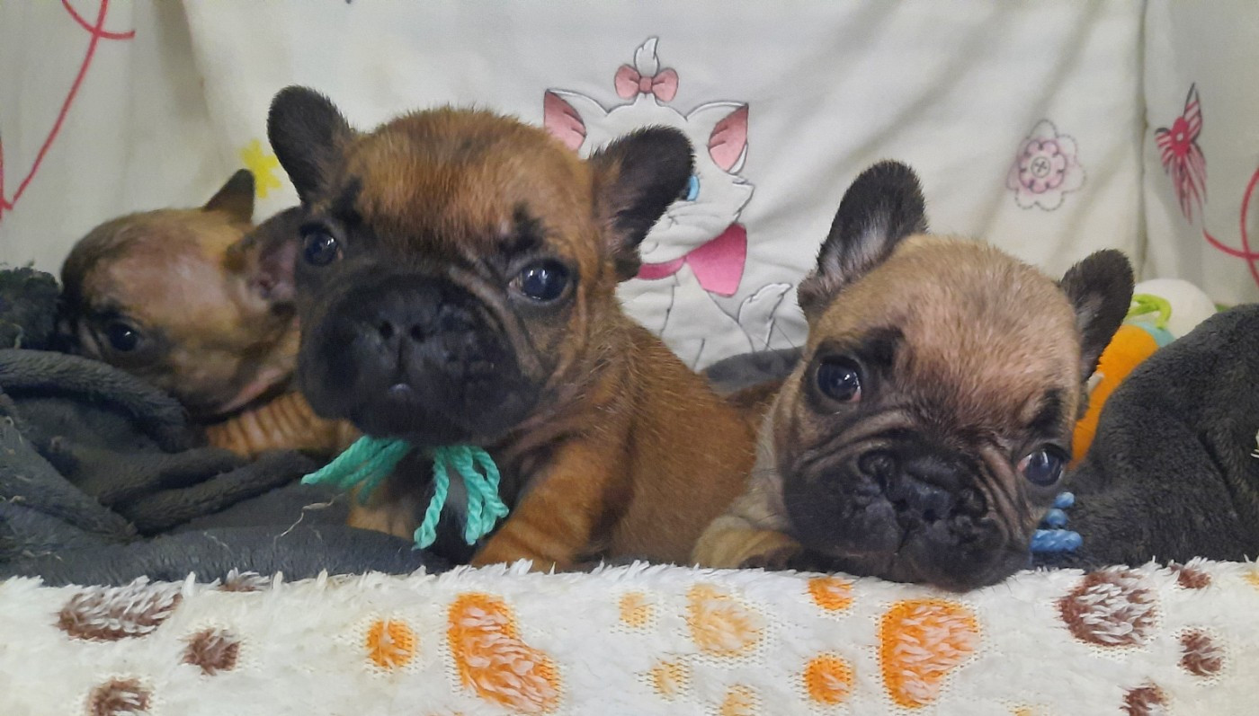 Affred des Terres de Groie