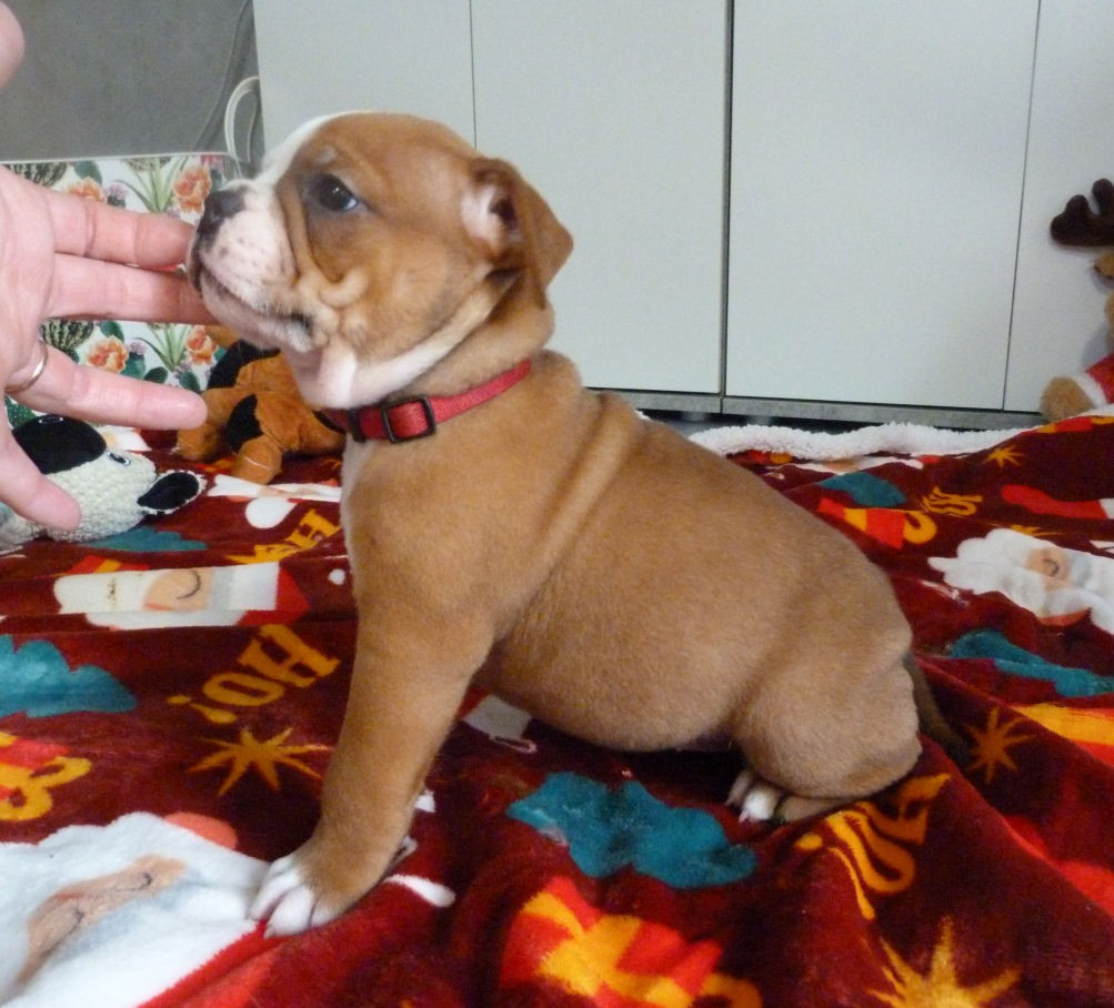 A'Gaia Unduroy des Terres de Groie