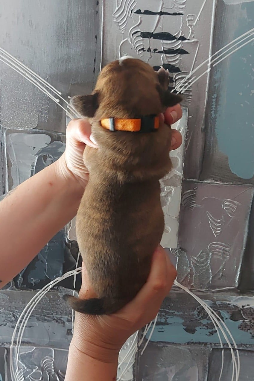 collier orange