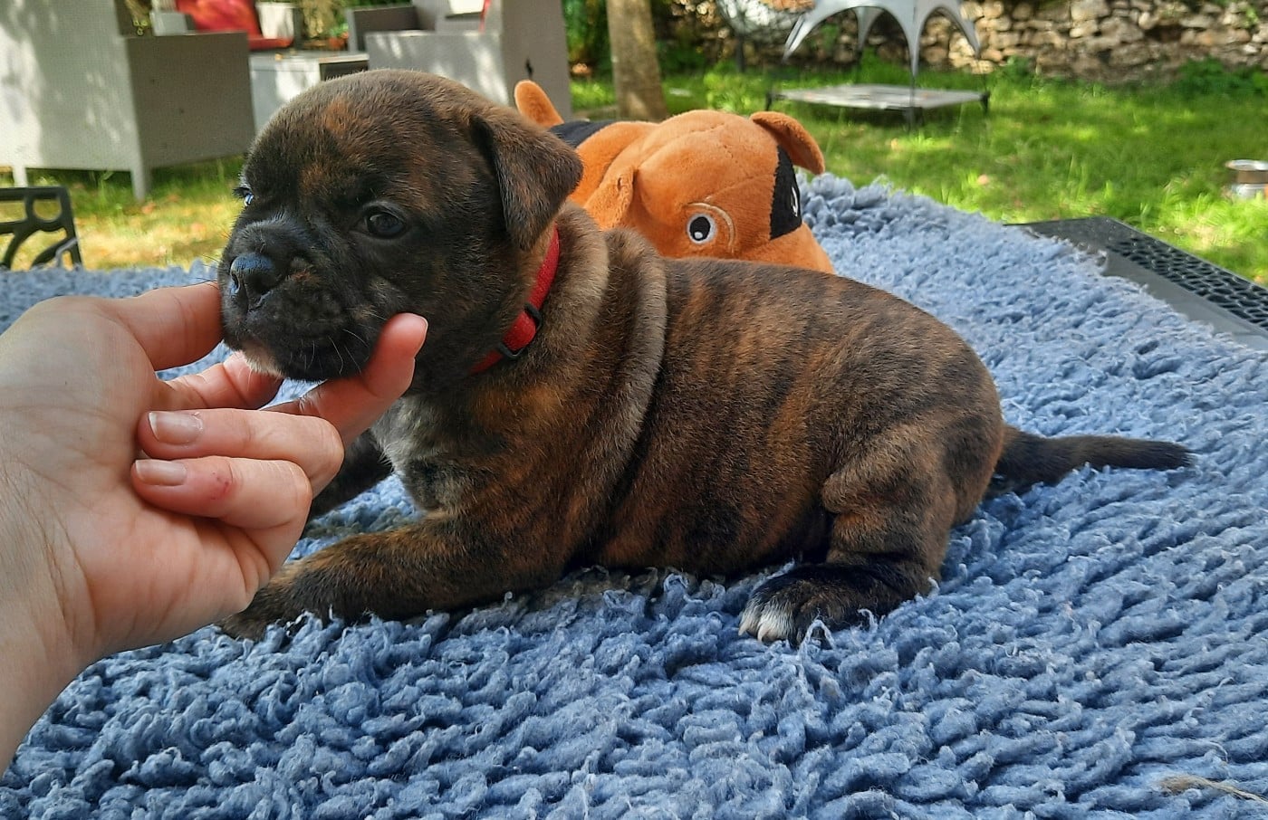 Beylla Unduroy des Terres de Groie