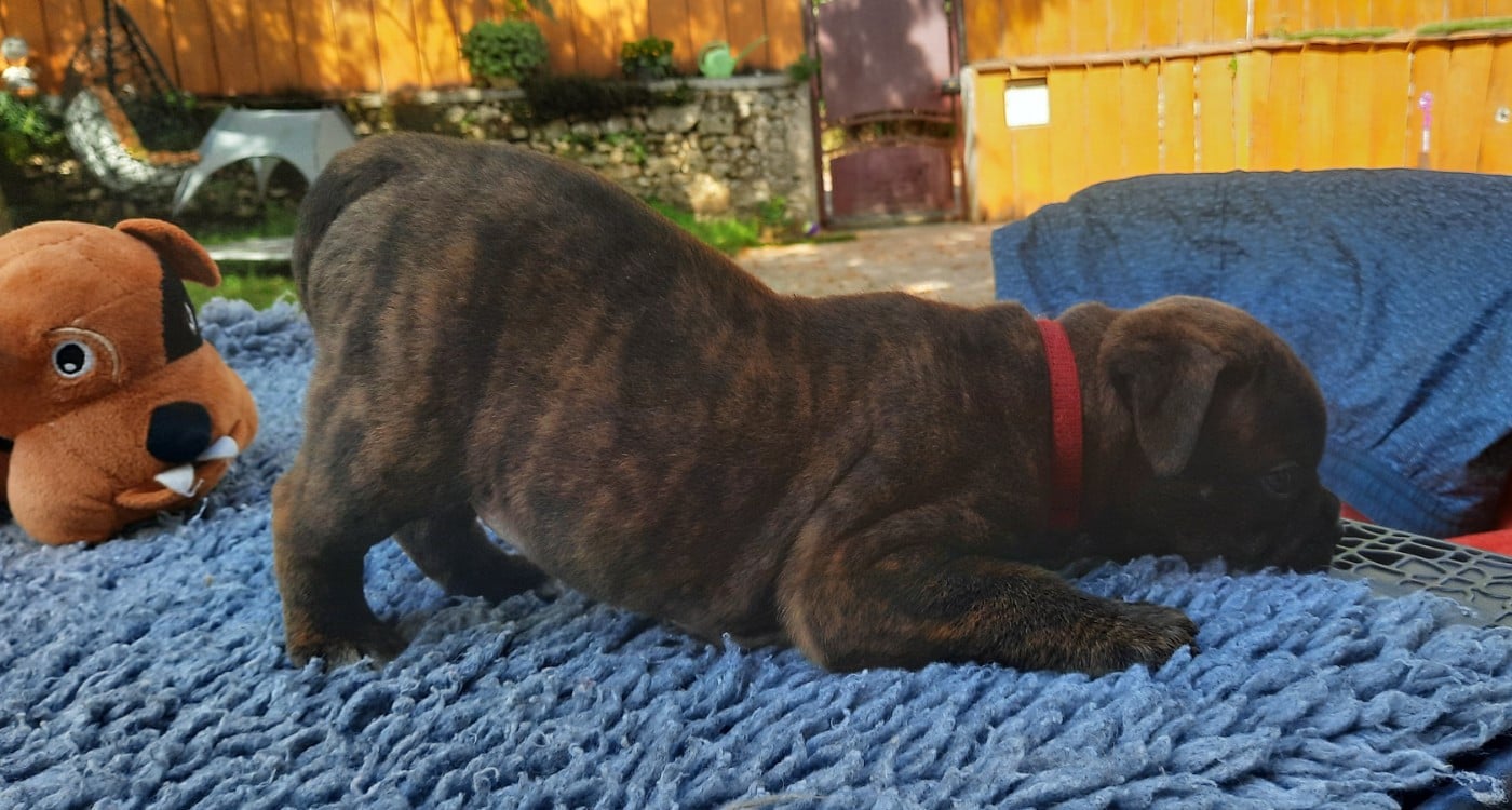 Beylla Unduroy des Terres de Groie