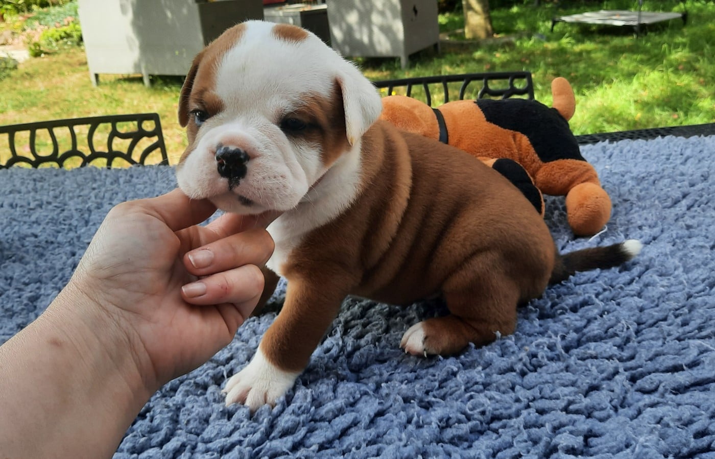 Boomer Unduroy des terres de Groie