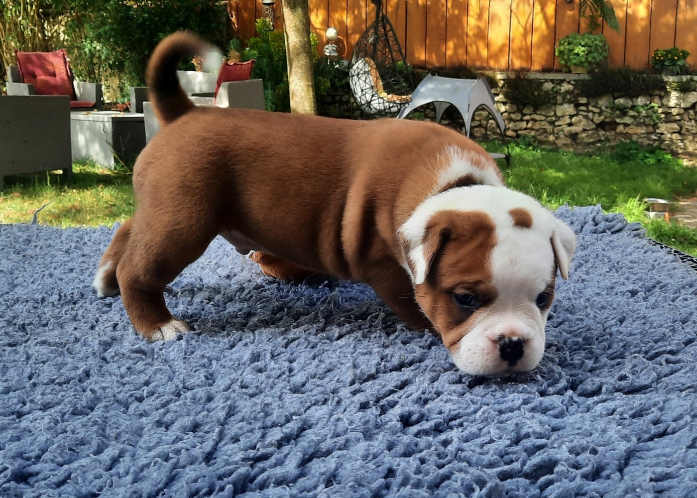 Boomer Unduroy des terres de Groie