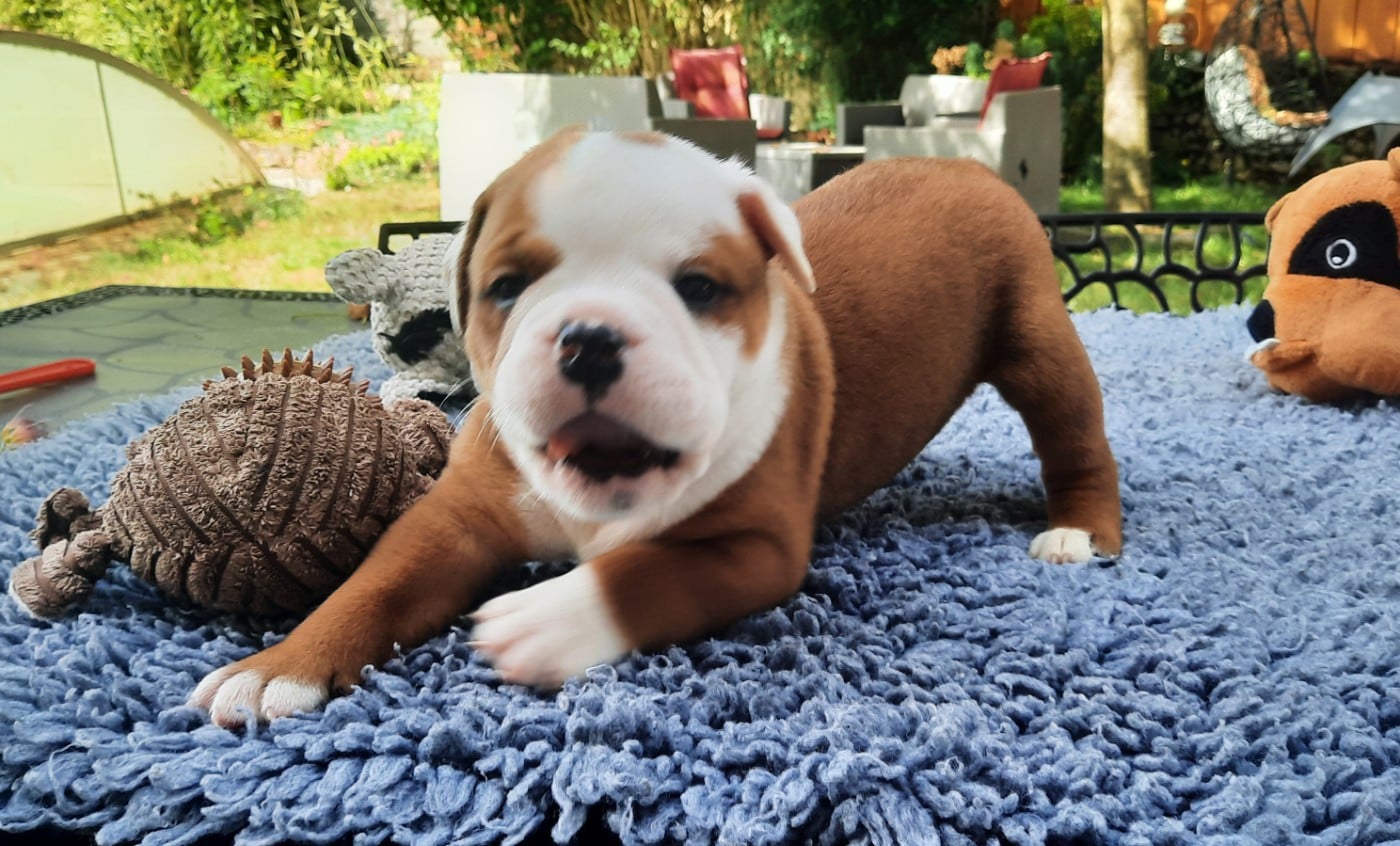 Boomer Unduroy des terres de Groie