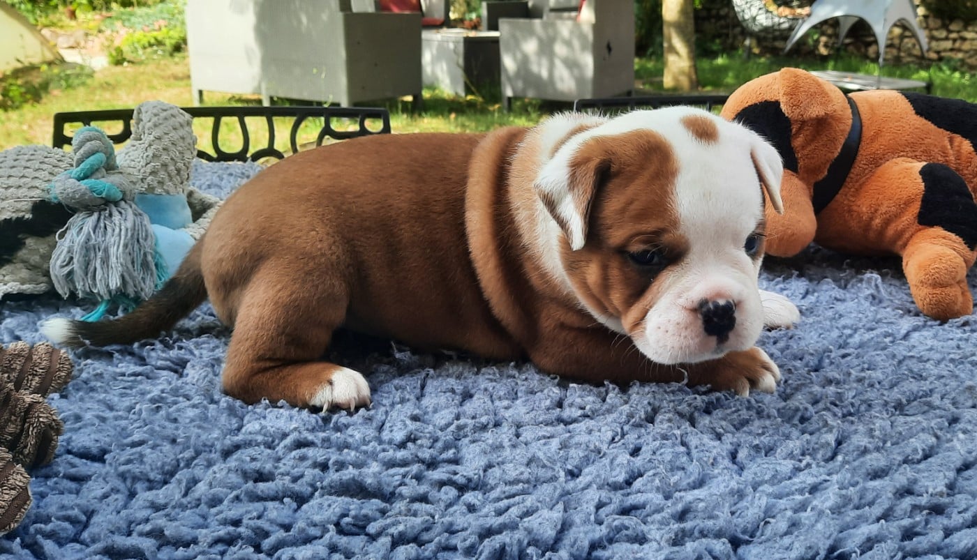 Boomer Unduroy des terres de Groie