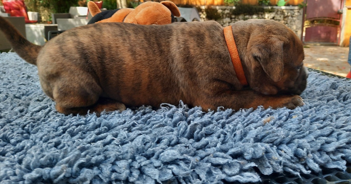 Bonnie Unduroy des Terres de groie
