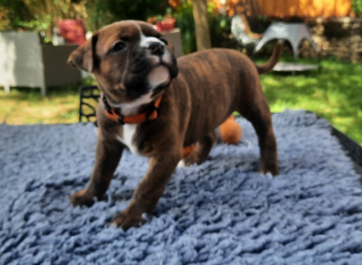Bonnie Unduroy des Terres de groie