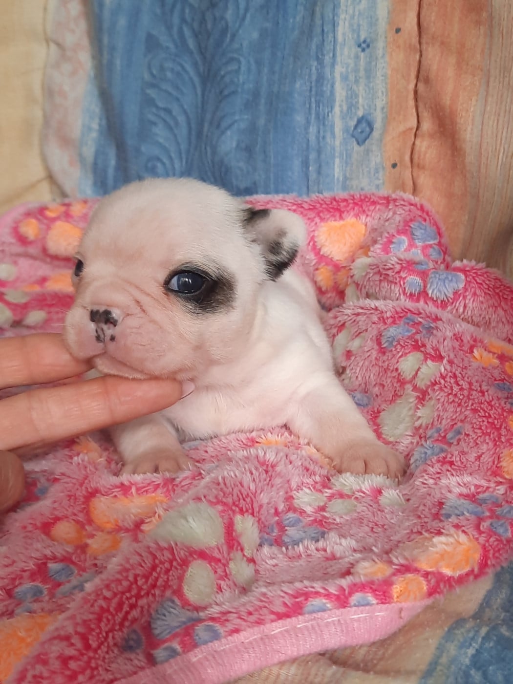 CHIOT 3